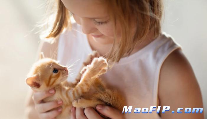 猫传腹治疗过程