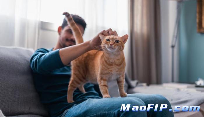 猫传腹治疗周期多久