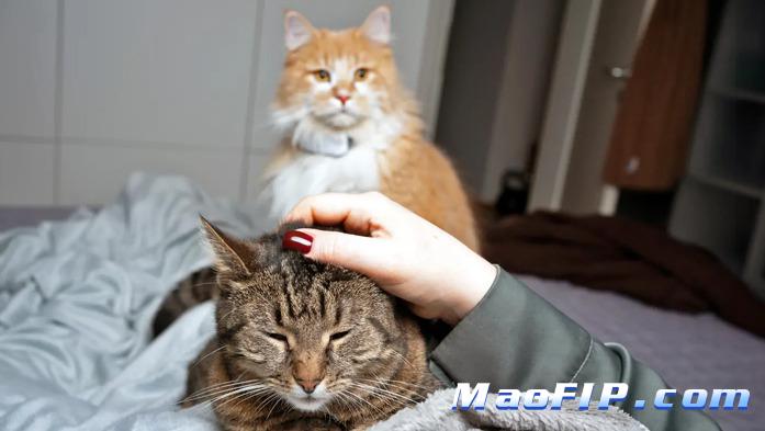 猫传染性腹膜炎(FIP)的治疗方法