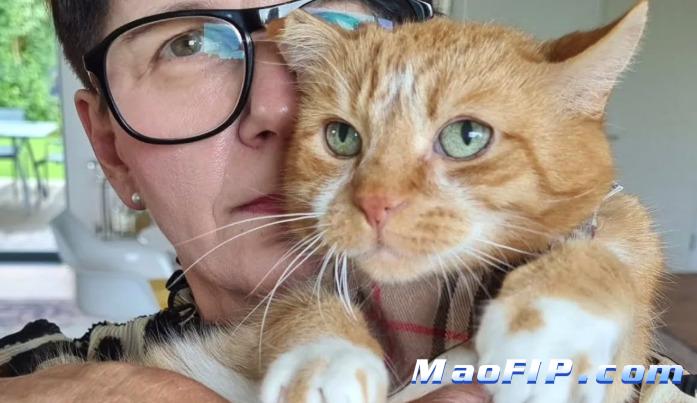 猫传腹在家治疗