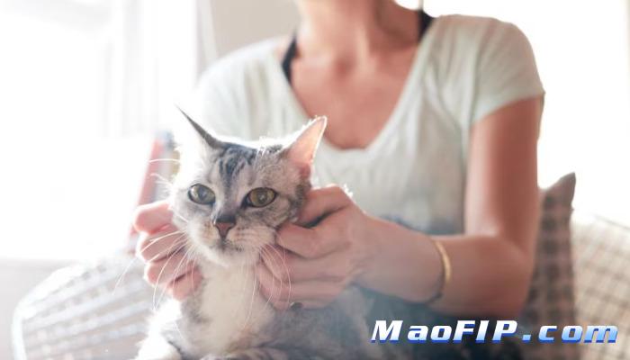 猫传腹晚期黄疸还有救吗