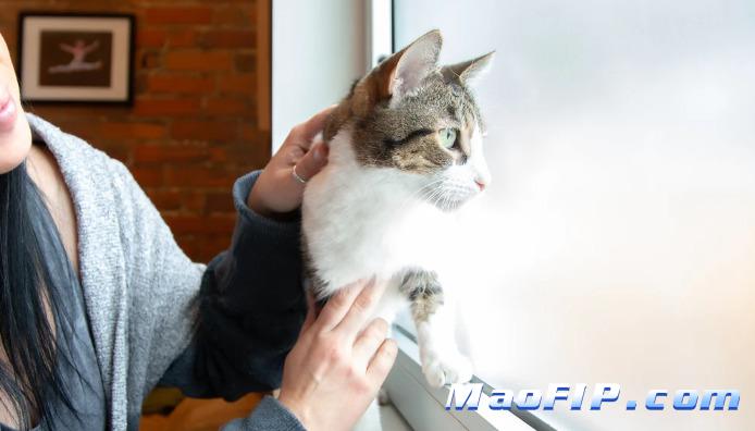 什么是猫传染性腹膜炎