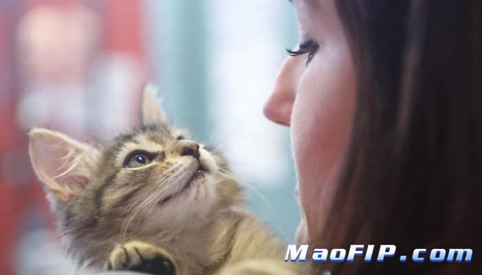 普通宠物医院能诊断猫传腹吗