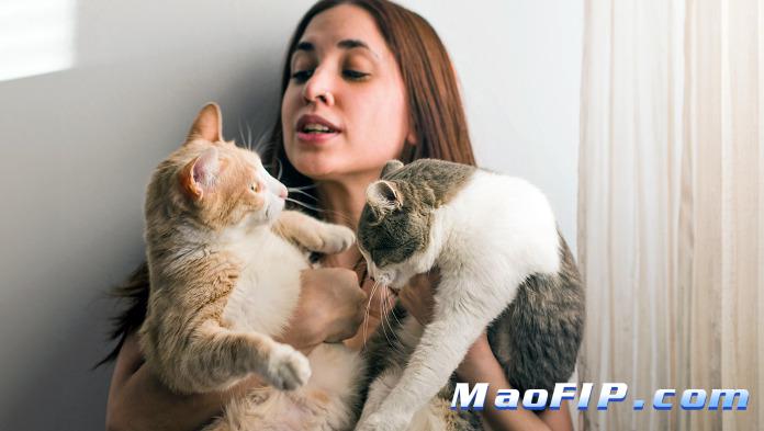 猫传腹饮食需要注意低盐吗