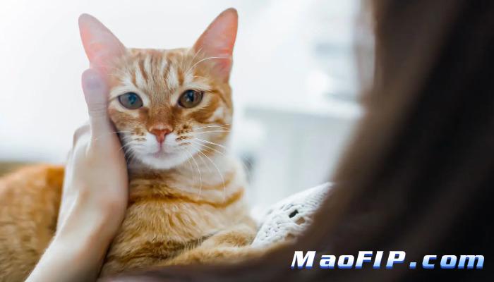 猫传腹要打多久复查