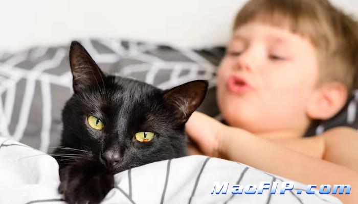 猫传腹能喂营养膏吗