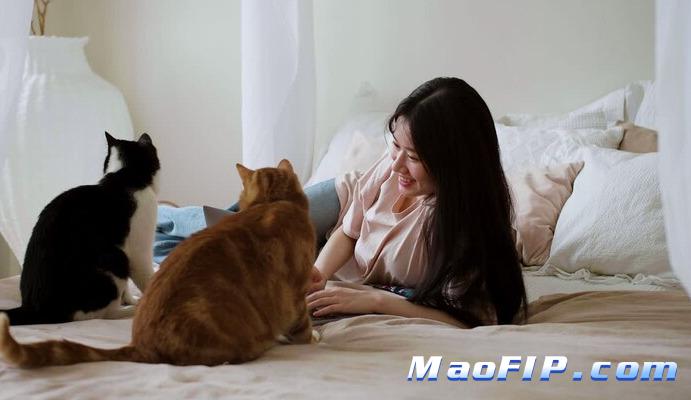 猫咪如何预防猫传腹(FIP)