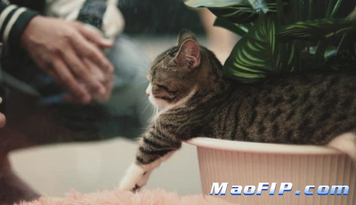 猫传腹用药期间能不能吃罐头