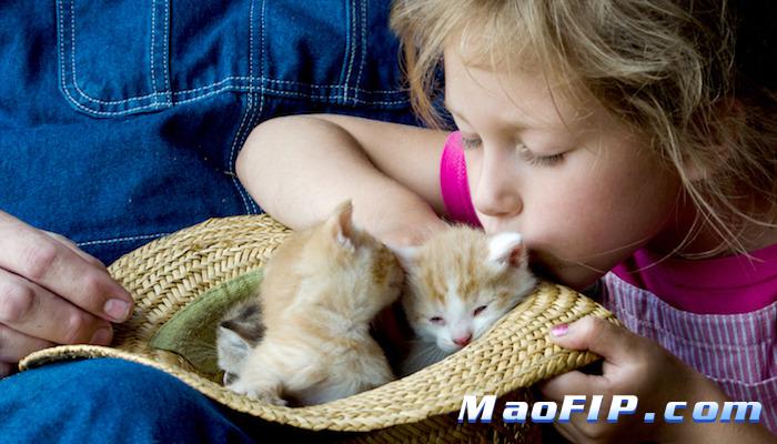 猫传腹441哪里有卖