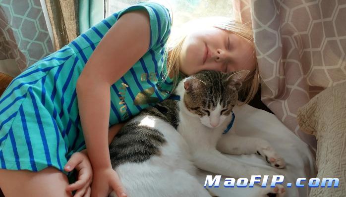 猫传腹是什么病