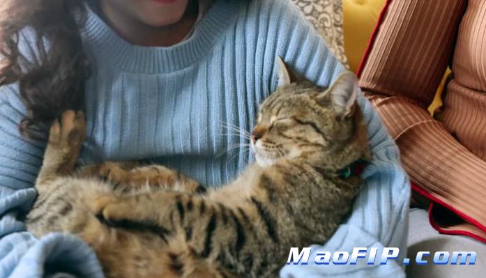 猫传腹可以通过X光看出来吗