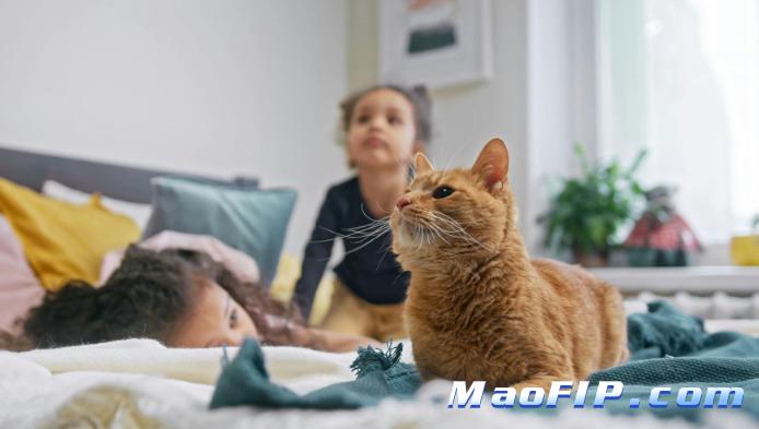 猫传染性腹膜炎治疗周期多久啊