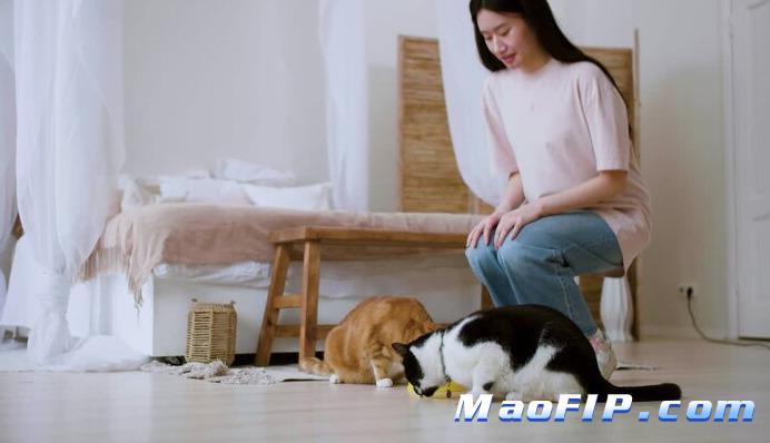 猫传腹吃药每个月要多少钱