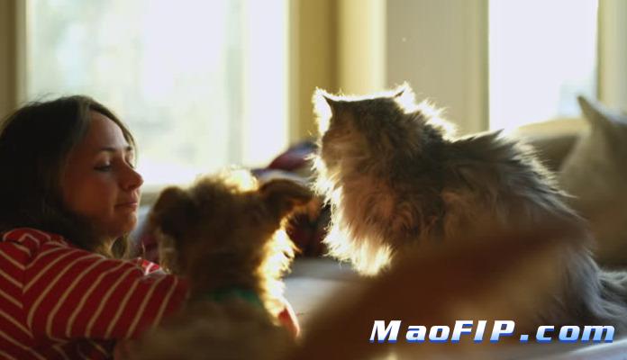 猫传腹不治必死吗