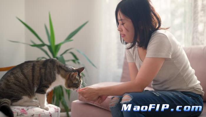 猫传腹是什么症状大概花多少钱