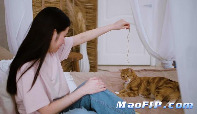 猫传染性腹膜炎的治疗费用