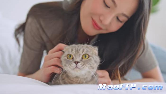 干性猫传腹治疗要花多少钱