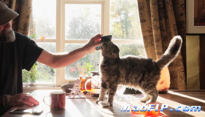 猫传腹特效药价格