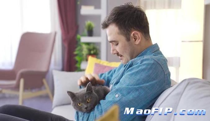 幼猫猫传腹怎么诊断