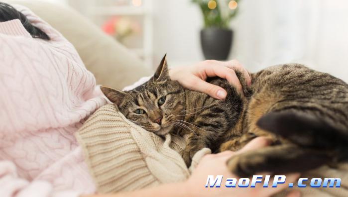 猫传腹晚期还能不能治