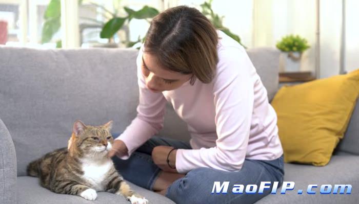 猫传腹一般要花多少钱