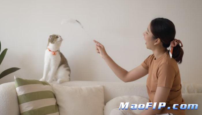 猫咪怎么防止得猫传腹