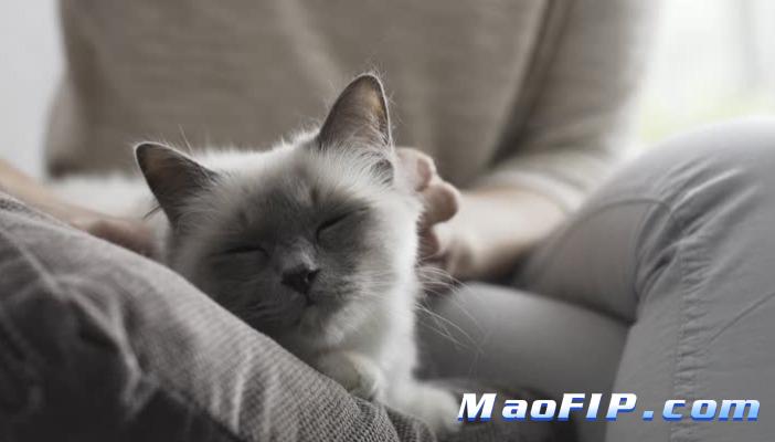 猫冠状病毒会变成猫传染性腹膜炎吗