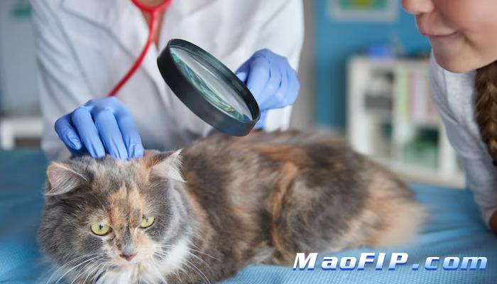 猫传腹441具体用法