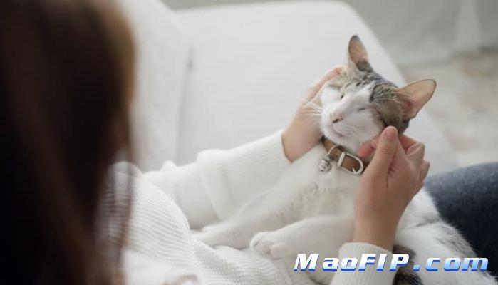 猫传腹治疗得多少钱