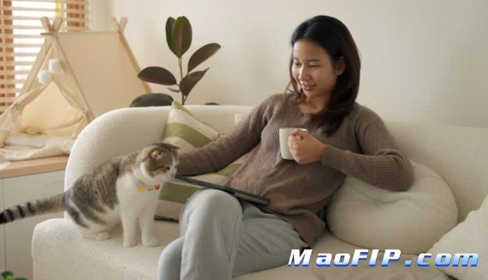猫传染性腹膜炎(FIP)二次复发的几率