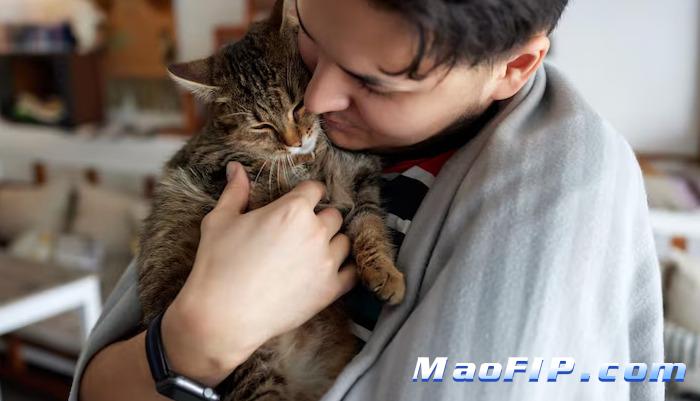 猫传腹诊断费用贵不贵