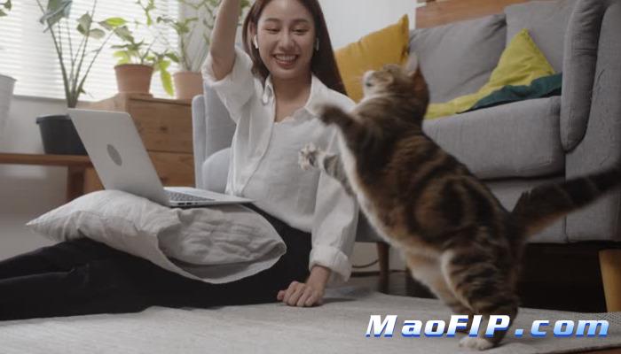 猫得猫传腹初期症状