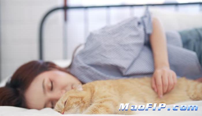 猫传染性腹膜炎的血液检查