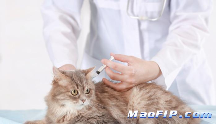 猫传腹有多难受