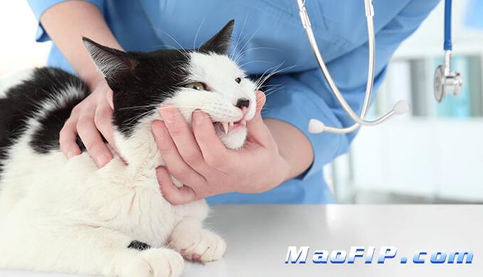 猫传腹特效药GS-441524说明书