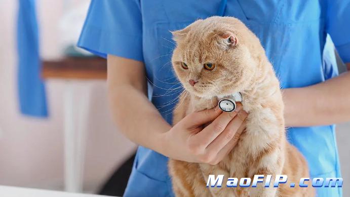 如何判断猫咪是不是得了传染性腹膜炎