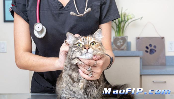 预防猫传腹是不是要少折腾猫