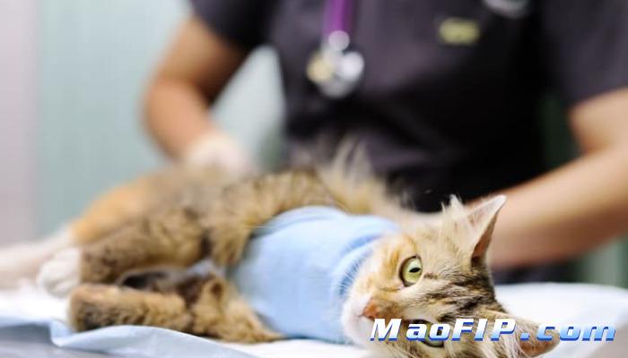 猫咪传腹疫苗预防有效吗