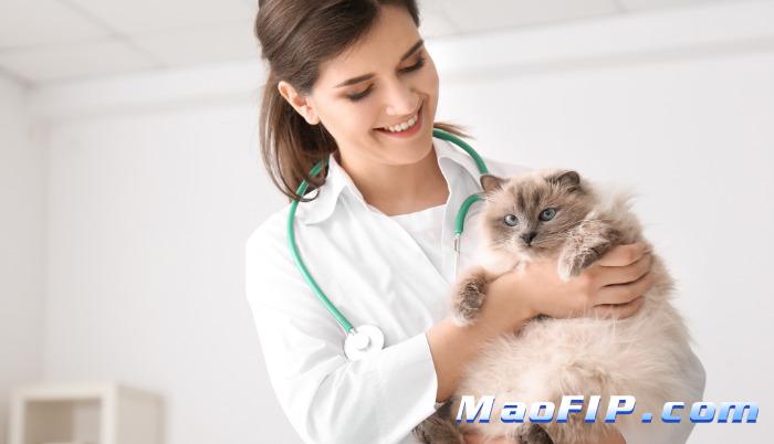 为什么会出现猫传腹