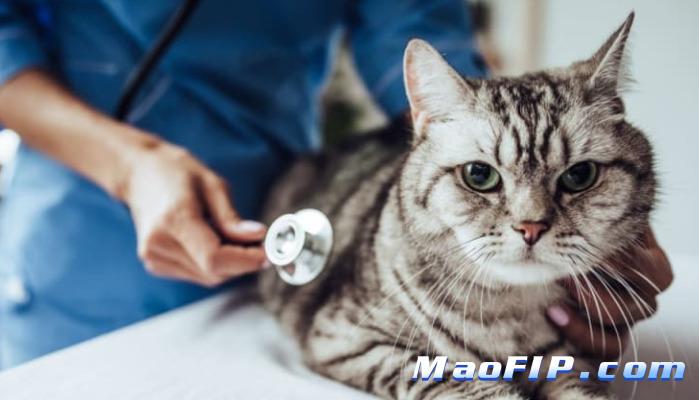 猫传染性腹膜炎后腿无力