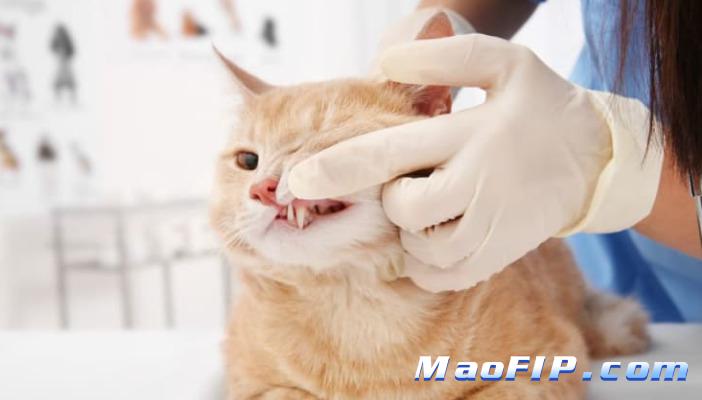 猫什么原因会得猫传腹