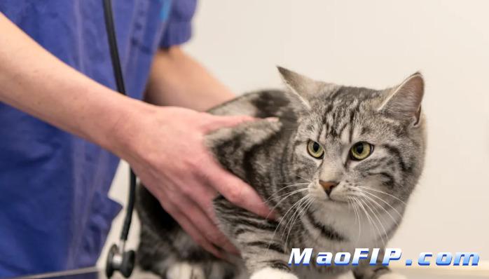 怎么预防猫传腹复发