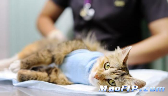 猫传染性腹膜炎与猫艾滋病的区别