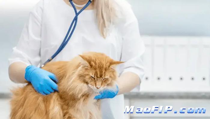 猫传腹的检查报告怎么看