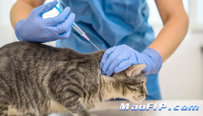 猫传腹什么程度就救不活了