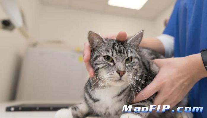 猫传腹441新药价格
