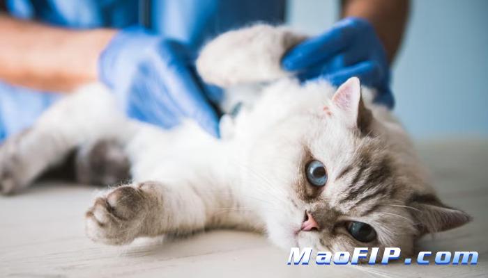 猫传染性腹膜炎治疗后如何防复发