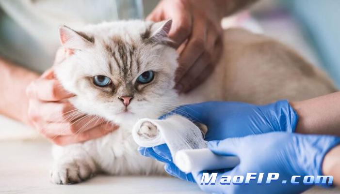 猫传腹441怎么打针