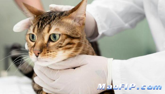 猫传腹治疗方法速诺