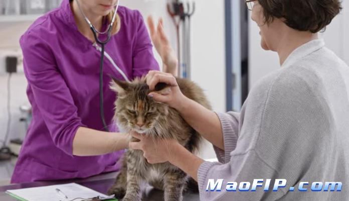 猫传腹是一种什么病猫应激